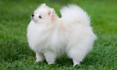 pomeranian size
