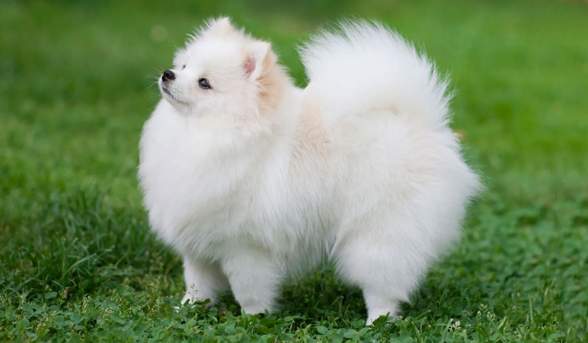 pomeranian size